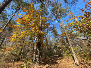 Wall Mural - Old Trace on the Natchez Trace parkway. Trail was created and used by Native Americans for centuries, and was later used by early European and American explorers, traders, and emigrants. Fall colors. 