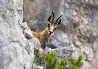 mountain chamois (rupicapra rupicapra) in the wild in the austrian mountains . taken in the austrian
