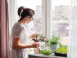 Woman is watering houseplants and microgreens on windowsill. Growing edible organic basil, arugula, microgreen of cabbage for healthy nutrition. Gardening at home.