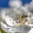 Fleur blanche en macro avec ses étamines