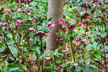 Field of Hellebore, Lenten Rose, blooming on the forest floor, Washington Park Arboretum, Seattle, WA
