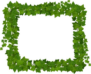 Wall Mural - ivy green leaves and jungle lianas square frame