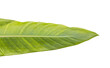 Green patterned leaf 