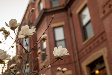 Wall Mural - Blooming magnolias in Boston, Marlborough Street.