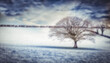 Bare tree on snow covered field 