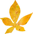 Close-up of yellow autumnal leaf