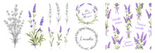 Set Of Different Branches Of Lavender, Pattern And Circle Frame On White Background. 