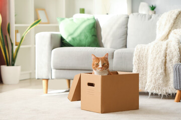 Wall Mural - Funny cat in cardboard box at home