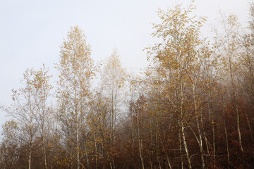 Sticker - trees in the forest