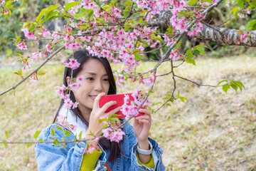 Wall Mural - Woman use cellphone to take photo on sakura tree