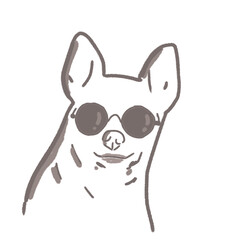 hihuahua dog wearing sunglasses.