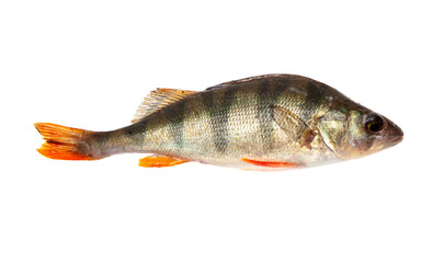 Poster - Perch fish isolated on a white background.