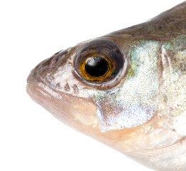 Wall Mural - Perch fish head isolated on white background.