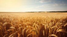 Golden Wheat Field And Sunny Day. Generative AI