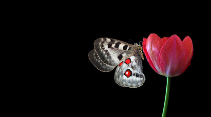 Aufkleber - apollo butterfly on red tulip flower in dew drops isolated on black
