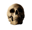 © Visualmind - human skull isolated, PNG