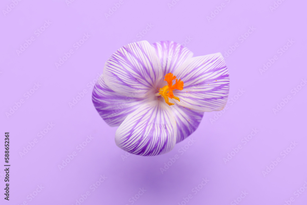 Beautiful Saffron flower on lilac background