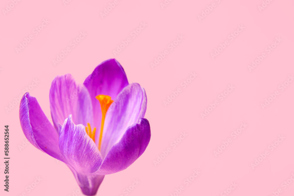 Beautiful Saffron flower on pink background