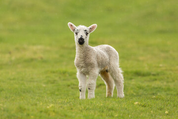 Wall Mural - Close up of a newborn lamb in Springtime, stood in lush green field and facing forward in cold, rainy weather. Yorkshire Dales, UK.  Clean, green background. Horizontal.  Copy space