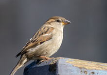 Male House Sparrow In The Sunshine Sitting On A Fence.  Close Up With Beautiful Background