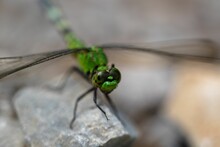 Macro Shot Of A Bright Green Dragonfly On Rocks Against The Isolated Background