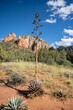 Vertical shot of the famous Red Rock Country in Sedona captured on a sunny day