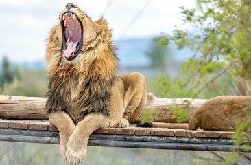 Poster - Fearless roaring Barbary lion relaxing on a wooden board