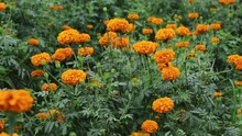 Beautiful Orange Marigolds Sway In The Breeze