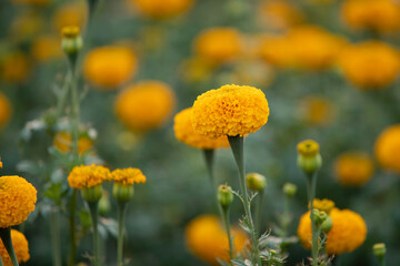 Wall Mural - Beautiful yellow marigold  flower in garden.