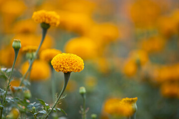Wall Mural - Close up beautiful yellow marigold flowers