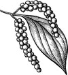 Pepper plant with peppercorns