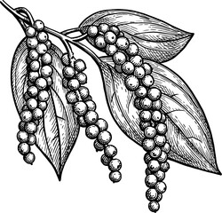 Canvas Print - Pepper plant with peppercorns