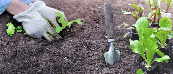 Wall Mural - view on gardener hands  planting seedlings of lettuce  in the soil in a garden