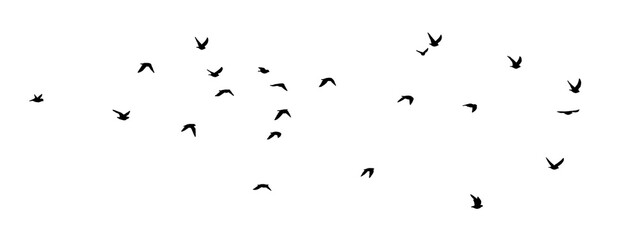 Wall Mural - flock birds flying in the sky on clear background