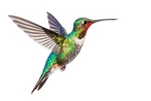 Beautiful Bird Hummingbird In Flight On A White Background. Generative AI