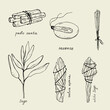 Incense,smudge stick. Illustration of sage, dry white sage, Palo Santo sacred tree, incense sticks, aromatherapy and fumigation, spiritual practices. Hand-drawn illustration 