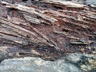 Closeup of weathered coconut wood.