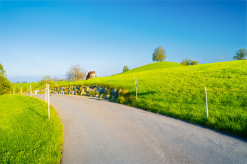 Wall Mural - The Swiss countryside. Road. Tree on top of the hill. Fields and pastures. Agricultural landscape in summer time. High resolution photo.