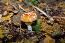 Red Toad Stools Actual Name - Fly Agaric (Amanita Muscaria).