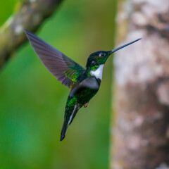 Wall Mural - hummingbird in flight