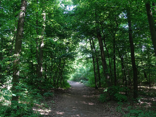 Forest path