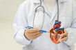 © arcyto - Doctor hand pointing heart anatomy human body model on white background.Part of human body model with organ system for health student study in university.Human heart model.Medical education concept.