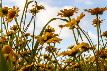 Canvas Print - flowers