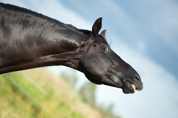 Canvas Print - portrait of black stallion sniffing at pasture. close up