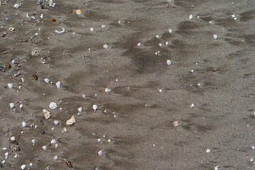 Shells on sand natural design of nature