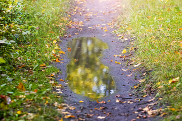 Canvas Print - A puddle on a dirt road in an autumn forest, the reflection of trees in the water of the puddle