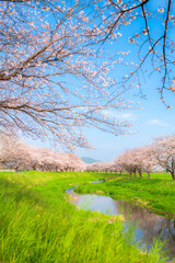 Poster - 快晴の青空と草場川の桜並木