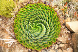 Fototapeta  - Spiral Aloe Aloe polyphylla the national plant of Lesotho