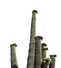 Isolated Blooming Saguaro Cactus In Arizona On A Transparent Background