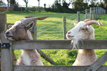Two goats behind farm gate look into fields beyond